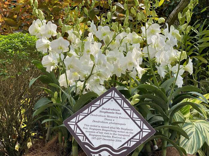 Orchid named after Princess Diana