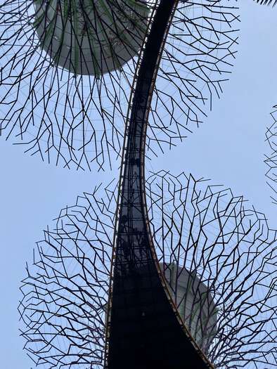The swooping walkway between two of the Supertrees